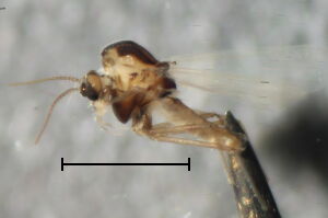 Stempellinella