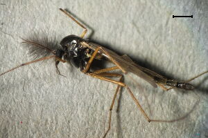 Synendotendipes lepidus