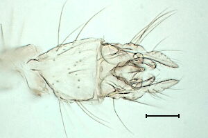 Tanytarsus #a