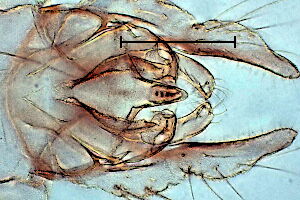 Tanytarsus brundini