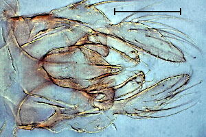Tanytarsus eminulus