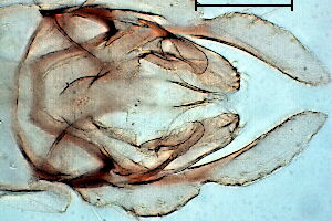 Tanytarsus lestagei
