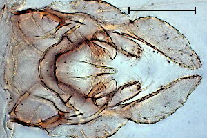 Tanytarsus mendax