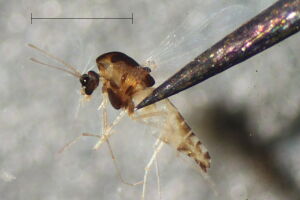 Thienemanniella