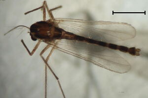 Xenopelopia nigricans