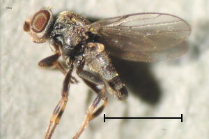 Aphanotrigonum trilineatum