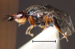 Camarota curvipennis