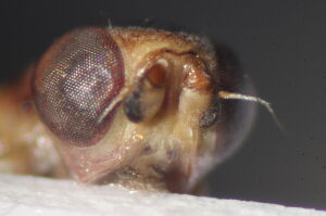 Cetema cereris
