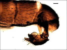 Cetema elongatum