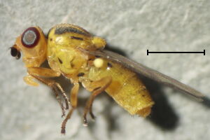 Chlorops planifrons