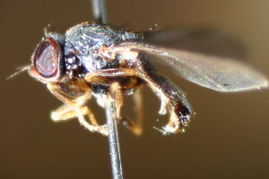 Conioscinella