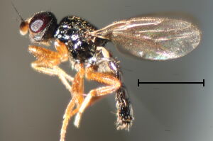 Conioscinella gallarum