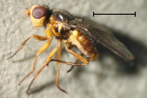 Dicraeus vagans