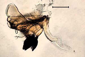 Meromyza #a