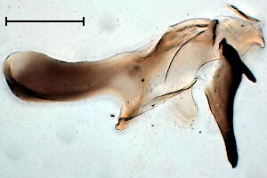 Meromyza nigriventris