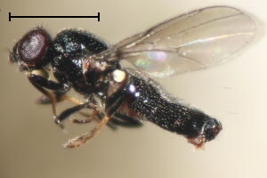 Neohaplegis tarsata