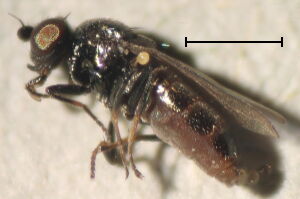 Oscinella frit