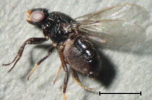 Polyodaspis ruficornis