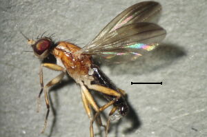Clusiodes