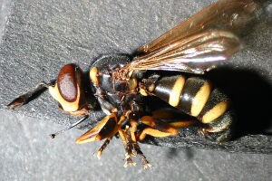 Conops flavipes