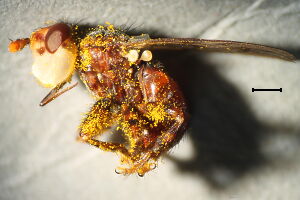 Myopa testacea