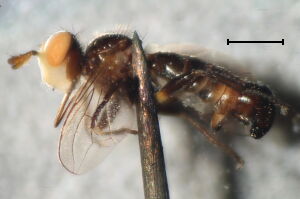 Thecophora cinerascens