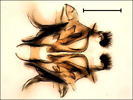 Culex pipiens
