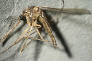 Culiseta glaphyroptera