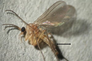 Diadocidiidae