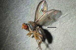Diastata vagans