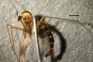 Ditomyiidae