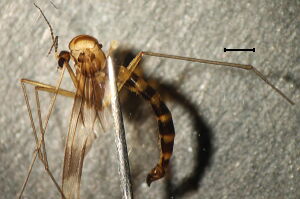 Ditomyia fasciata