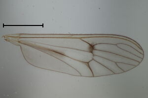Dixa maculata
