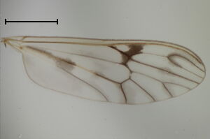 Dixa nebulosa