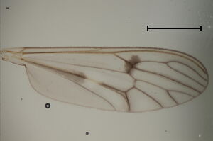 Dixa nubilipennis