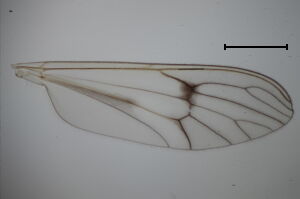 Dixa submaculata