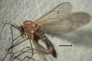 Dixella
