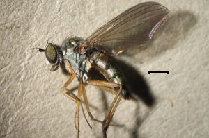 Argyra atriceps
