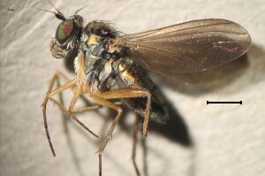 Argyra vestita