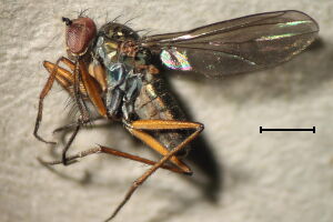 Campsicnemus scambus