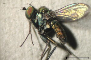 Chrysotus blepharosceles