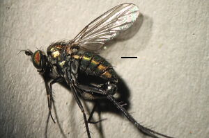 Dolichopus picipes