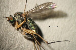 Dolichopus simplex