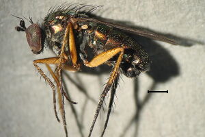 Dolichopus ungulatus
