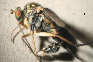Dolichopus urbanus