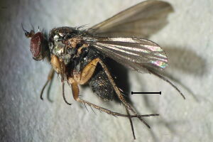 Hercostomus plagiatus