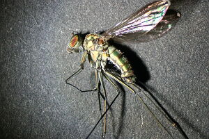 Liancalus virens