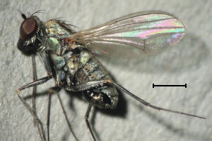 Medetera jacula