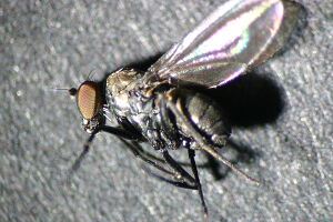 Medetera setiventris
