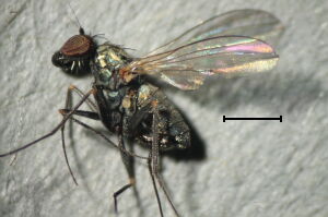 Medetera truncorum